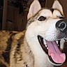 dog, husky, canine, pet, animal, close_up, portrait, face, muzzle, nose, eyes, ears, open_mouth, tongue, teeth, smiling, happy, indoors, home, blanket