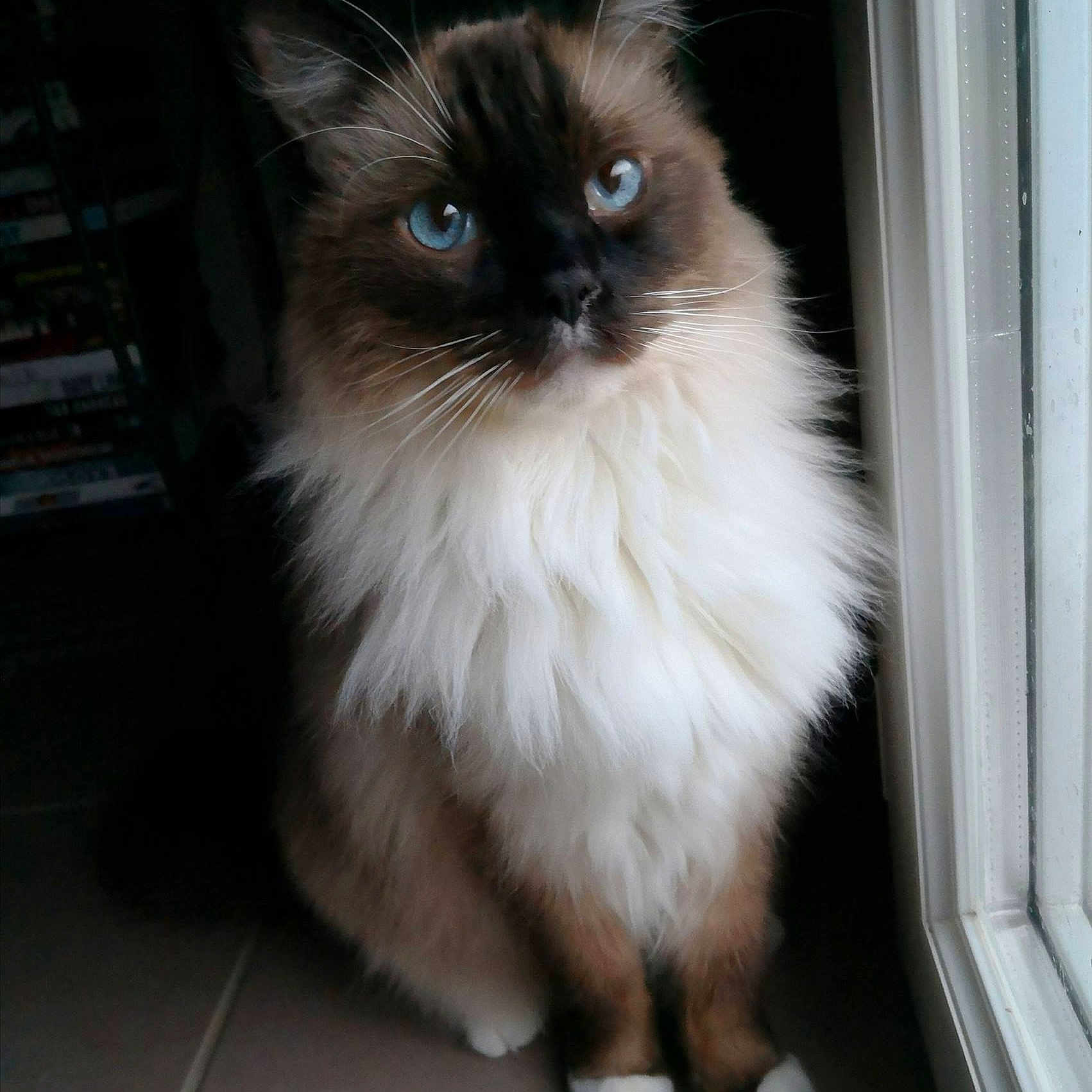 Izno a rejoint le concours — aidez-le/la à gagner de superbes lots ! asian_semi_longhair, balinese, birman, british_semi_longhair, carnivoran, cat, cat_like_mammal, domestic_long_haired_cat, domestic_short_haired_cat, eye, fur, himalayan, kitten, mammal, ragdoll, siamese, siberian, small_to_medium_sized_cats, snout, whiskers