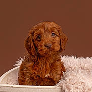 Piper joined the competition — help win amazing prizes! puppy, dog, brown_fur, fluffy, basket, blanket, pet, cute, portrait, indoor, cozy, animal, young_dog, soft_texture, close_up, adorable, looking_at_camera, studio_shot, warm_colors, furry