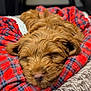 Piper is registered to the contest to win money with this photo: adorable, animal, bed, blanket, brown, closeup, comfort, cozy, cute, dog, fur, furry, indoor, nap, pet, plaid, puppy, resting, sleeping, soft