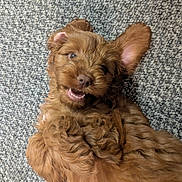 Piper joined the competition — help win amazing prizes! adorable, animal, brown_fur, carpet, close_up, curly_fur, cute, dog, domestic_animal, floppy_ear, fur_texture, happy_expression, indoor, lying_down, pet, pet_portrait, playful, puppy, smiling, young_dog