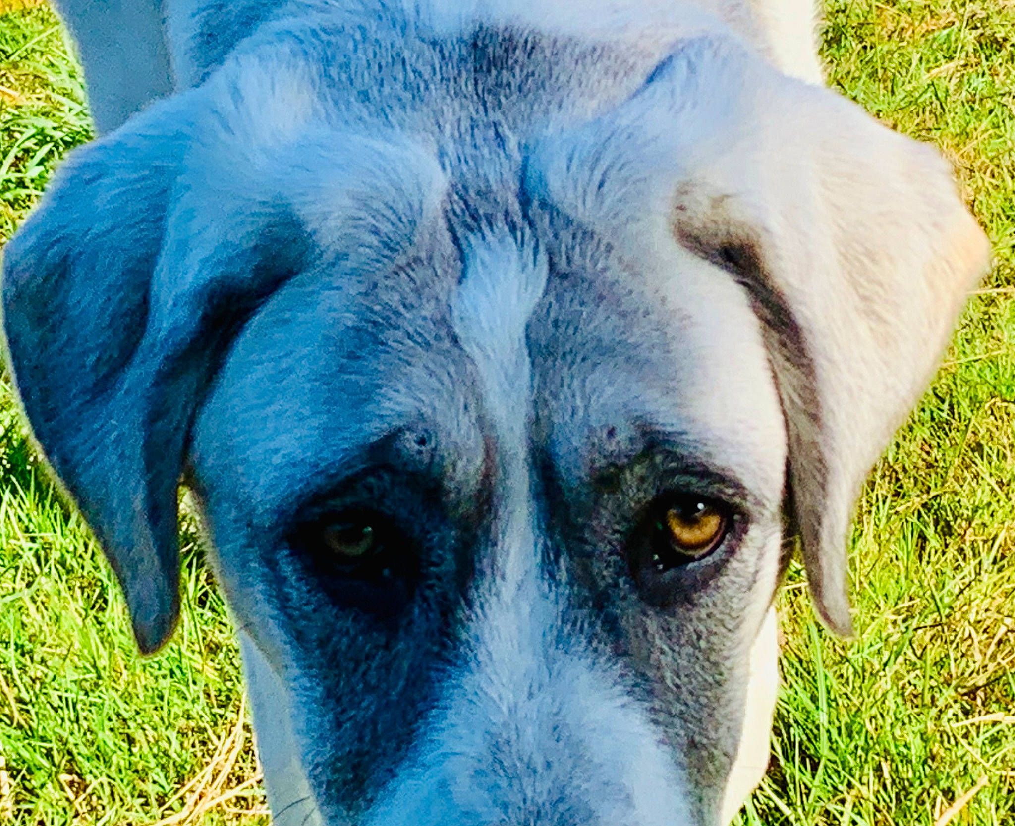 Thémis a rejoint le concours — aidez-le/la à gagner de superbes lots ! canidae, carnivore, close_up, companion_dog, dog, dog_breed, eye, fawn, fur, grass, photography, plant, snout, sporting_group, terrestrial_animal, water, whiskers, working_animal