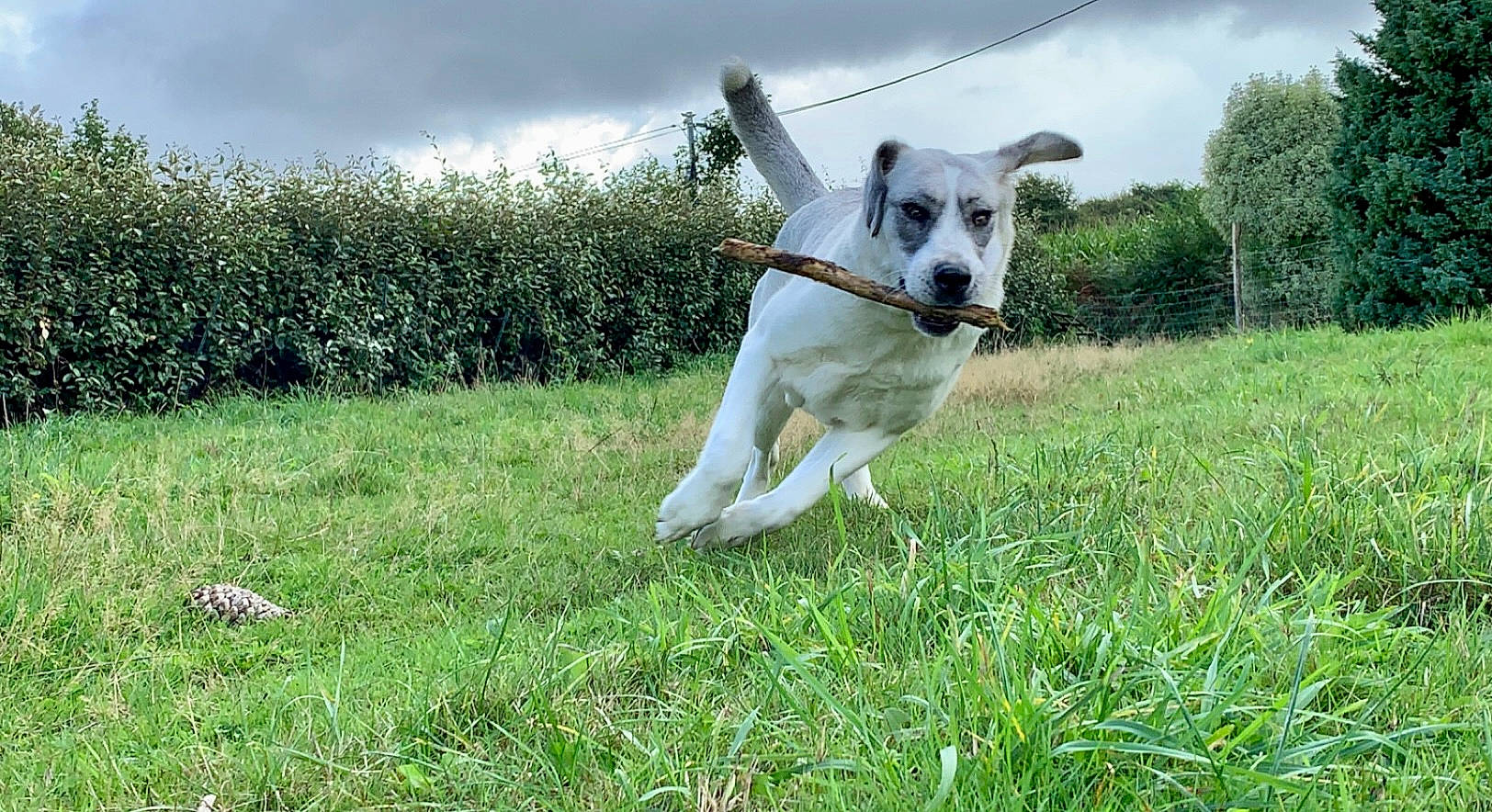 Thémis participe au concours pour gagner de l'argent avec cette photo : carnivore, cloud, collar, companion_dog, dog, dog_breed, dog_collar, fawn, grass, grassland, meadow, pasture, plant, sighthound, sky, snout, tail, tree, working_animal, working_dog