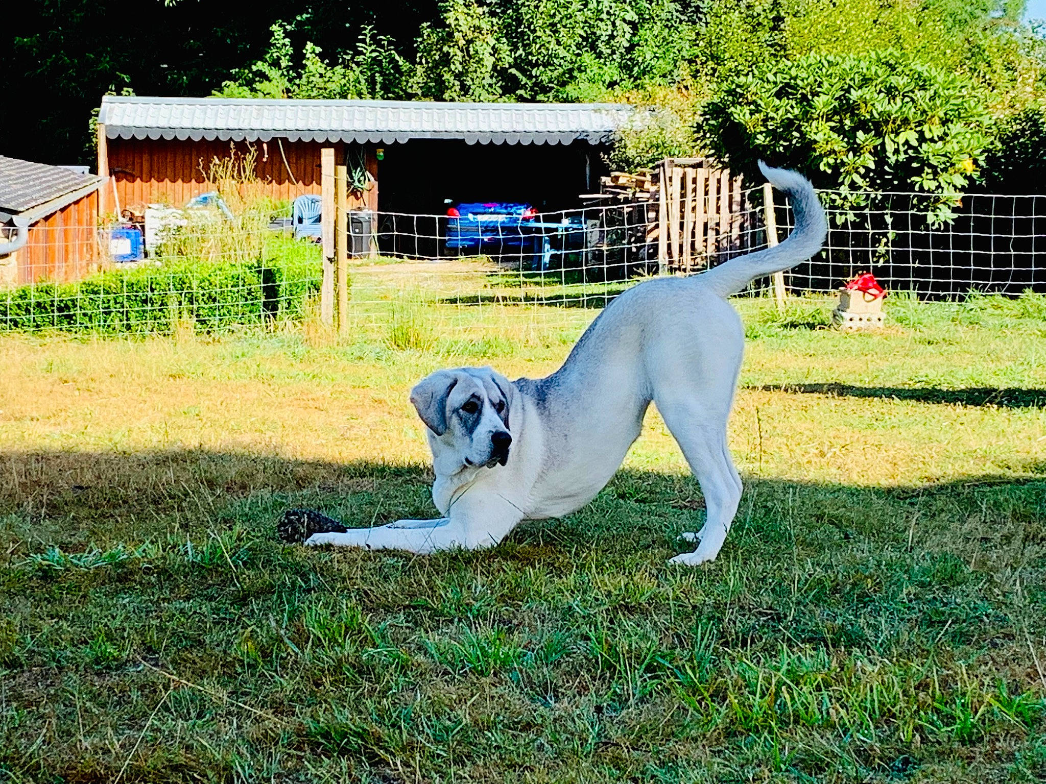 Thémis a rejoint le concours — aidez-le/la à gagner de superbes lots ! canidae, carnivore, companion_dog, dog, dog_breed, fawn, fence, garden, grass, grassland, landscape, leisure, pasture, plant, sporting_group, tail, terrestrial_animal, tree, working_animal, yard