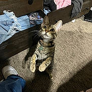 Raya is registered to the contest to win money with this photo: cat, tabby, pet, indoor, carpet, dresser, clothing, drawer, curious, standing, hind_legs, whiskers, collar, tag, footwear, jeans, shoe, person, home, furniture