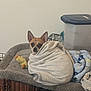 dog, chihuahua, blanket, towel, pet_bed, crate, plush_toy, toy, ears, eyes, cozy, indoor, wall, floor, storage_container, looking_at_camera, burrito_wrap, small_dog, resting, home
