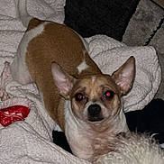 Copper is registered to the contest to win money with this photo: dog, chihuahua, pet, blanket, indoor, red_eye, small_dog, brown_and_white, fur, ears, looking_at_camera, flash, cozy, carpet, couch, white_fluffy_dog, paw, bedtime, photobomb, blanket_texture