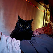 Midnight is registered to the contest to win money with this photo: black_cat, cat, pet, animal, feline, yellow_eyes, whiskers, ears, sitting, bed, blanket, bedroom, indoor, fairy_lights, cozy, portrait, night, dark_fur, home_decor, alert