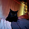 black_cat, cat, pet, animal, feline, yellow_eyes, whiskers, ears, sitting, bed, blanket, bedroom, indoor, fairy_lights, cozy, portrait, night, dark_fur, home_decor, alert