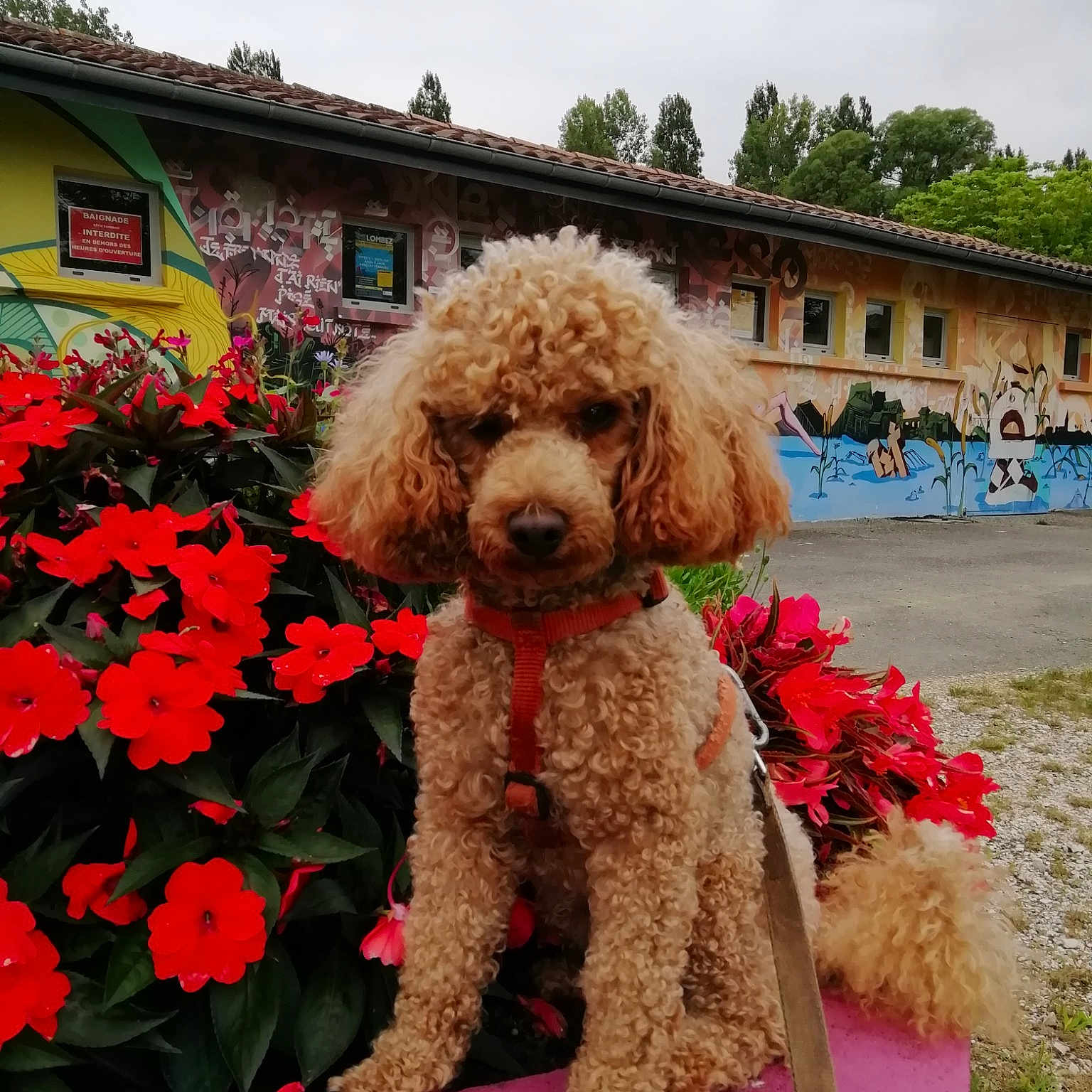 Pollux