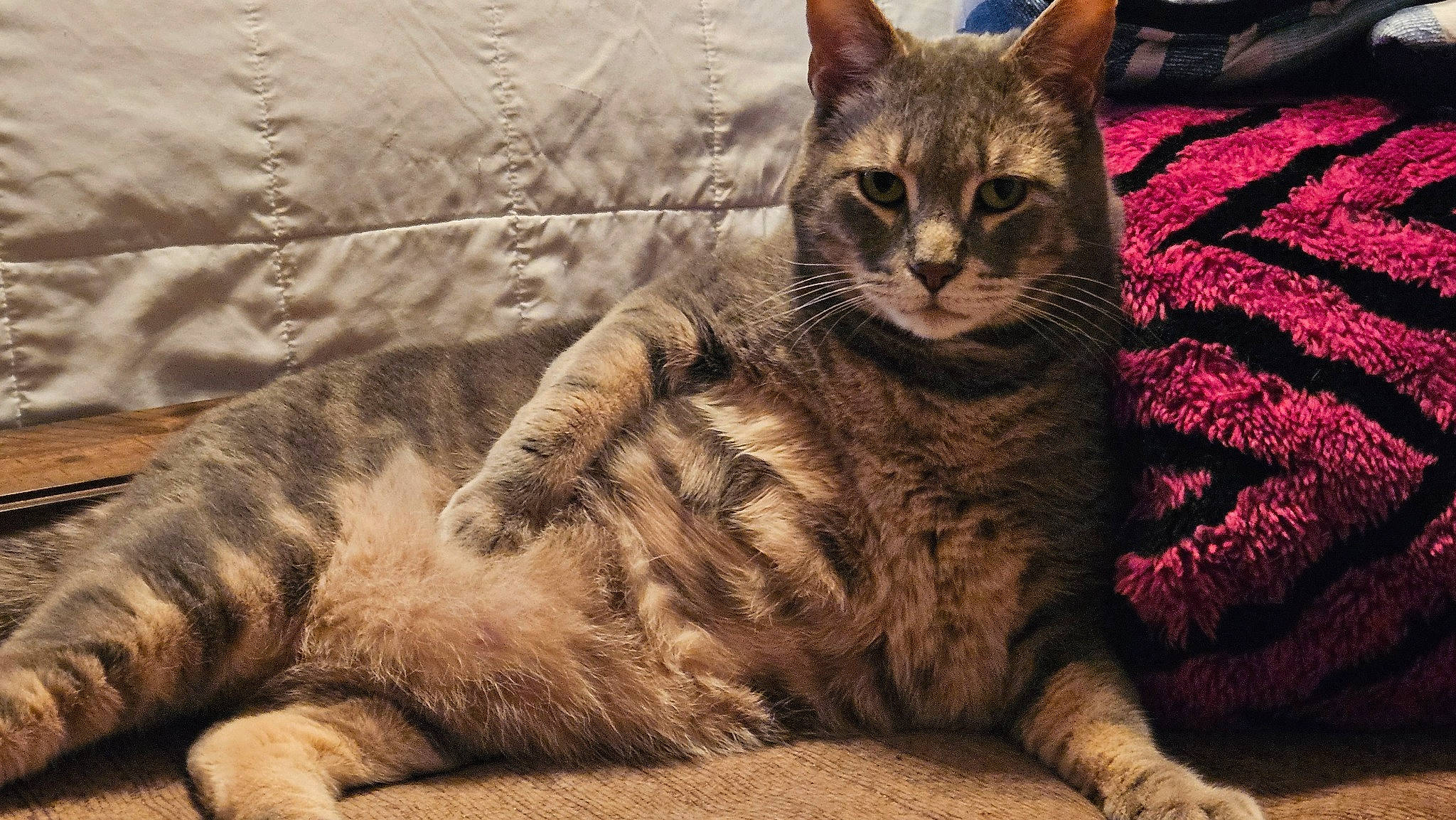 Tellie is registered to the contest to win money with this photo: carnivore, cat, claw, comfort, domestic_short_haired_cat, fawn, felidae, foot, fur, paw, sitting, small_to_medium_sized_cats, snout, tail, terrestrial_animal, tree, whiskers, wildlife, wood