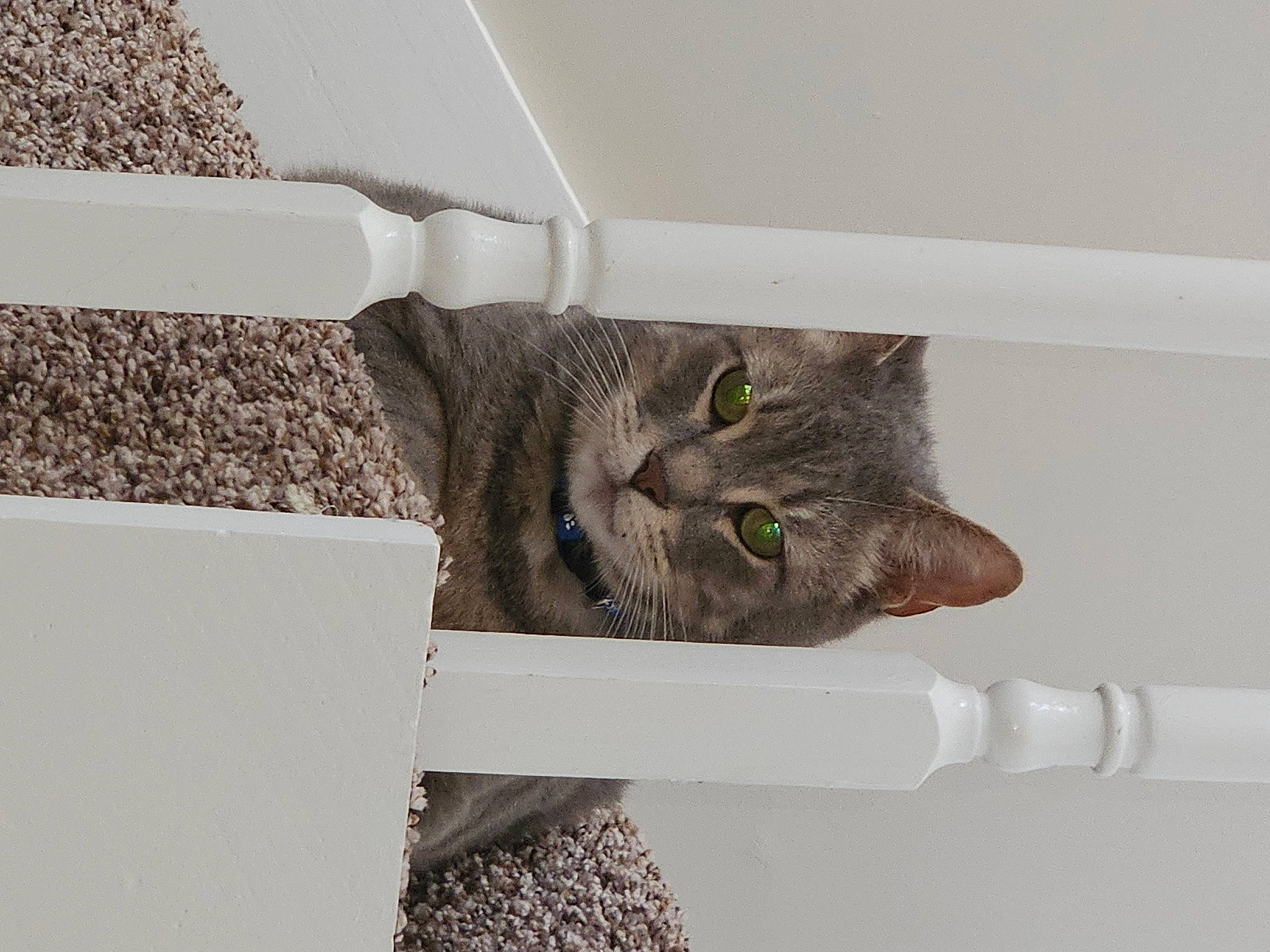 Tellie joined the competition — help win amazing prizes! carnivore, cat, cat_supply, chair, domestic_short_haired_cat, felidae, fur, grey, pet_supply, plant, rectangle, room, small_to_medium_sized_cats, stairs, tail, tree, twig, whiskers, window, wood