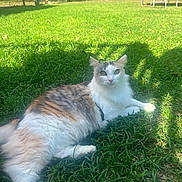 Gizmo is registered to the contest to win money with this photo: animal, calm, cat, cute, daylight, domestic_animal, fence, fur, garden, grass, greenery, mammal, nature, outdoor, pet, playground, relaxation, resting, sunlight, tree