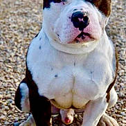 Néo participe au concours pour gagner de l'argent avec cette photo : alert, animal, black_and_white, canine, close_up, companion, cute, dog, ears, fur, gravel, leash, outdoor, paws, pet, portrait, puppy, sitting, snout, young