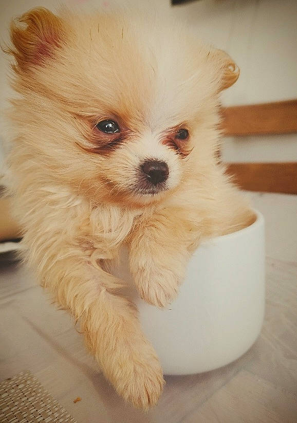 Henry is registered to the contest to win money with this photo: canidae, carnivore, companion_dog, dog, dog_breed, dog_supply, fawn, flooring, fur, german_spitz, german_spitz_klein, pomeranian, puppy, snout, spitz, sporting_group, toy_dog, volpino_italiano, whiskers, working_animal