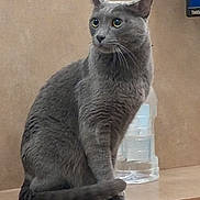 Ralph joined the competition — help win amazing prizes! cat, gray_cat, sitting, indoor, desk, water_bottle, feline, pet, curious, animal, whiskers, ears, tail, wooden_surface, domestic_cat, close_up, side_view, quiet, calm, household