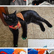 Stitch joined the competition — help win amazing prizes! animal, bell, black_cat, blanket, blue, cat, close_up, collar, floor, furniture, indoor, lying_down, nail_caps, orange, paw, pet, relaxed, resting, sleeping, toy