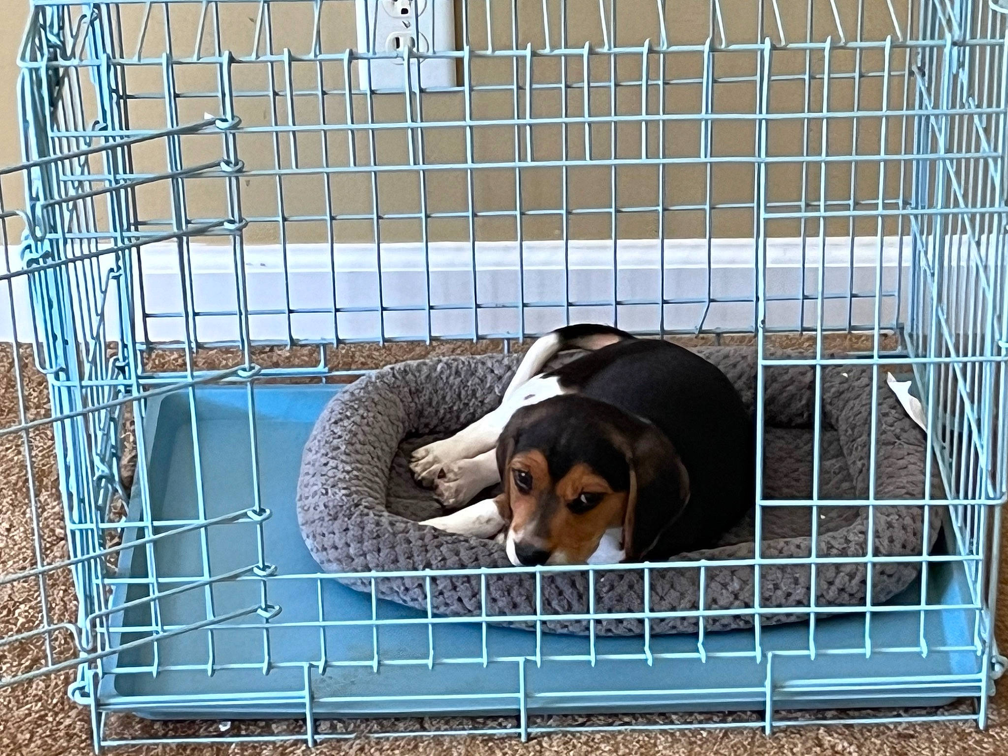 Shiloh joined the competition — help win amazing prizes! animal_shelter, cage, canidae, carnivore, companion_dog, dog, dog_breed, dog_crate, dog_supply, fawn, grille, kennel, liver, mammal, mesh, metal, pet_supply, snout, sporting_group, working_animal