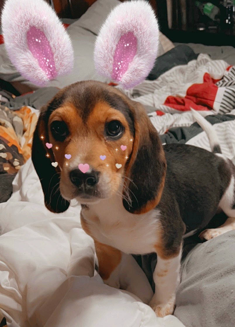 Shiloh joined the competition — help win amazing prizes! carnivore, companion_dog, dog, dog_breed, ear, easter, event, fawn, fur, happy, pink, plush, puppy_love, rabbits_and_hares, snout, stuffed_toy, toy, toy_dog, whiskers, working_animal