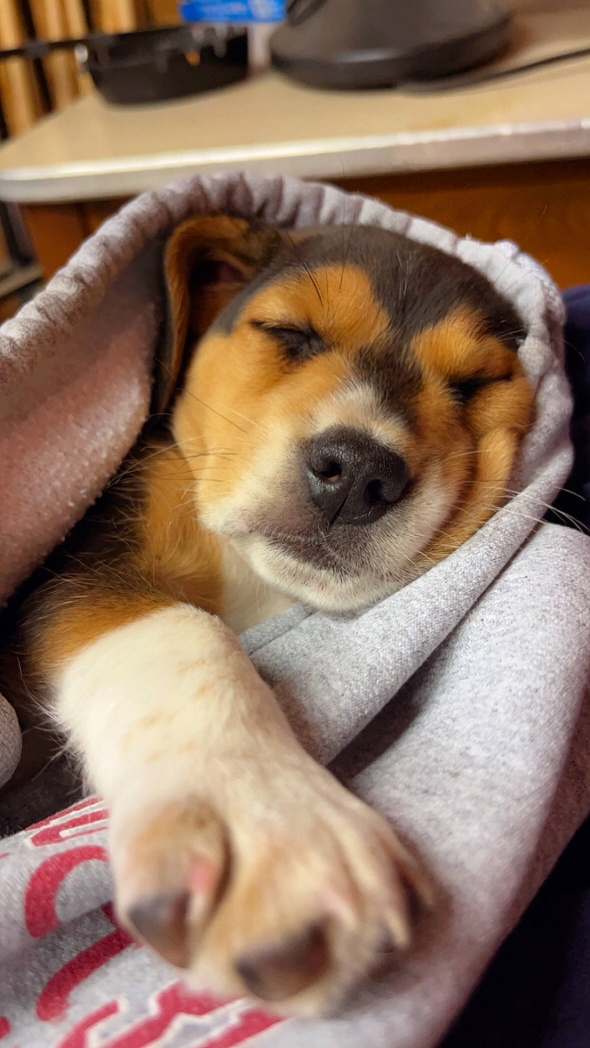 Shiloh joined the competition — help win amazing prizes! ancient_dog_breeds, beaglier, canidae, carnivore, comfort, companion_dog, dog, dog_breed, fawn, flooring, fur, nap, paw, puppy, snout, sporting_group, tail, terrestrial_animal, whiskers, working_dog
