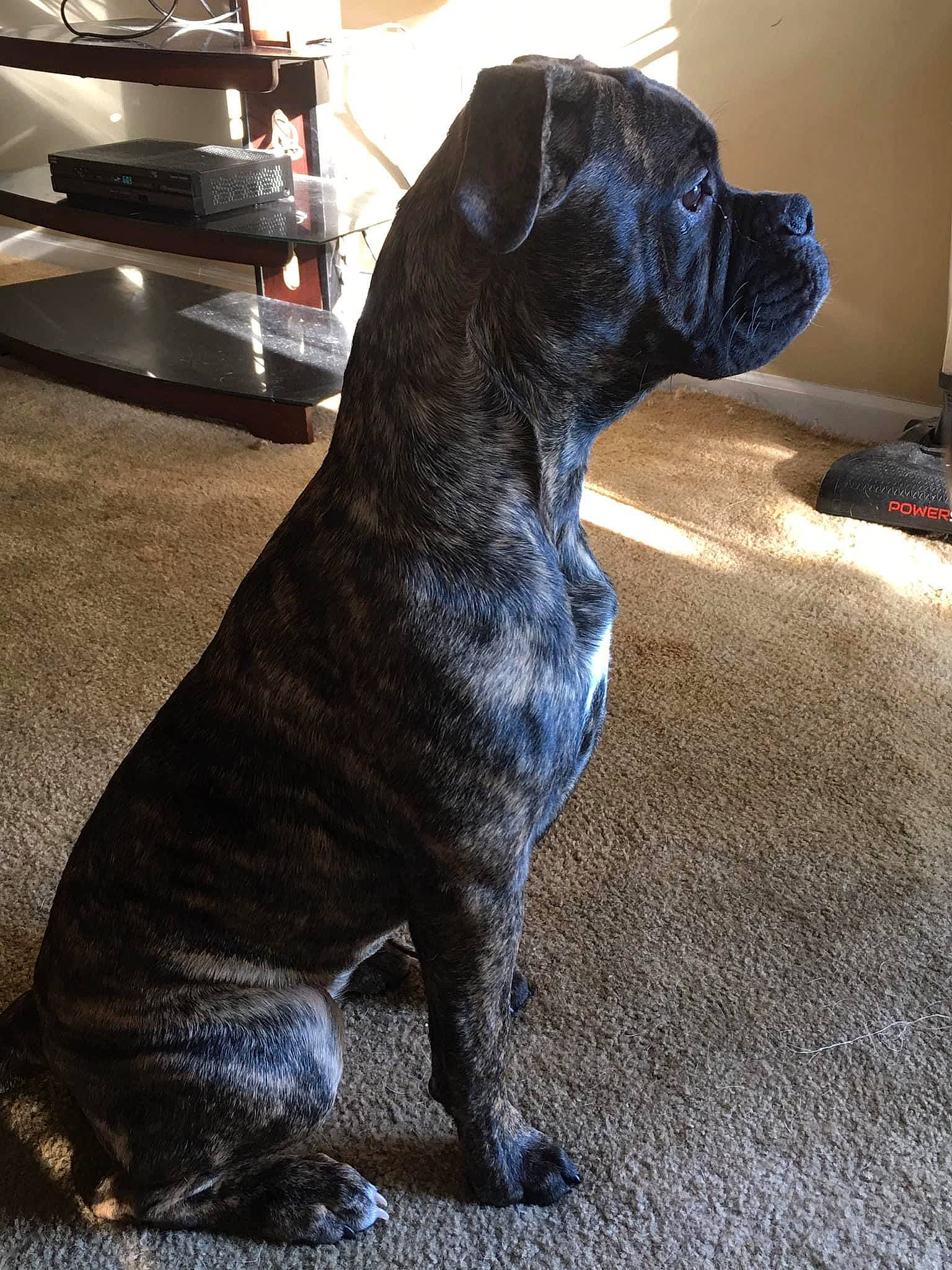 Dixie Rose is registered to the contest to win money with this photo: borador, cabinetry, canidae, carnivore, companion_dog, dog, dog_breed, fawn, flooring, fur, gas, gas_stove, home_appliance, kitchen_appliance, kitchen_stove, snout, sporting_group, tail, terrestrial_animal, working_animal