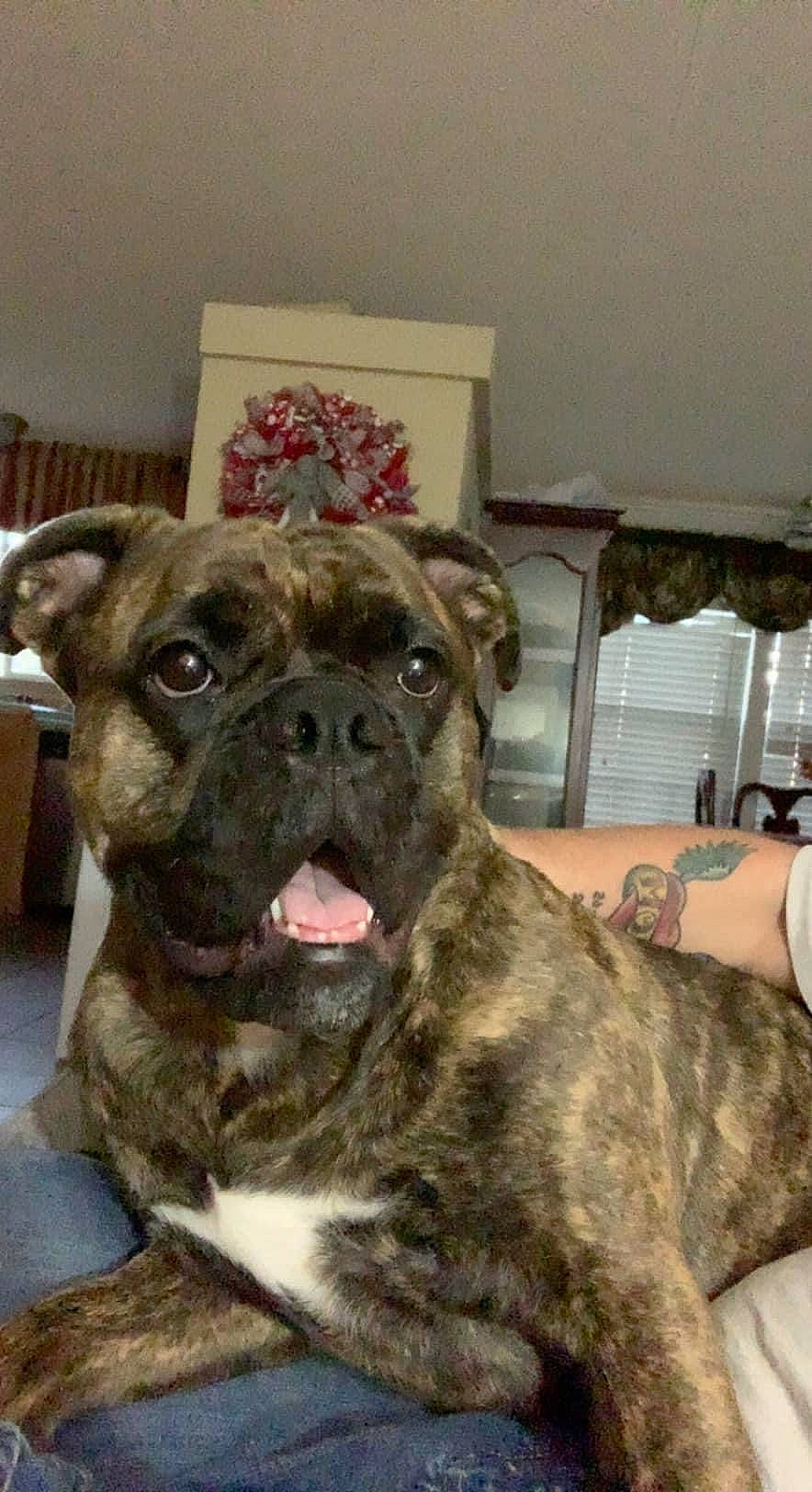Dixie Rose