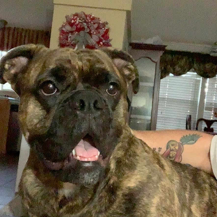 Dixie Rose