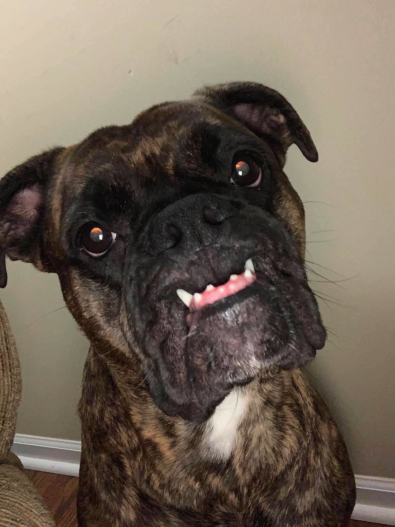 Dixie Rose joined the competition — help win amazing prizes! canidae, carnivore, companion_dog, dog, dog_breed, dog_collar, fawn, fur, liver, non_sporting_group, pug, reflex_camera, snout, sporting_group, whiskers, working_animal