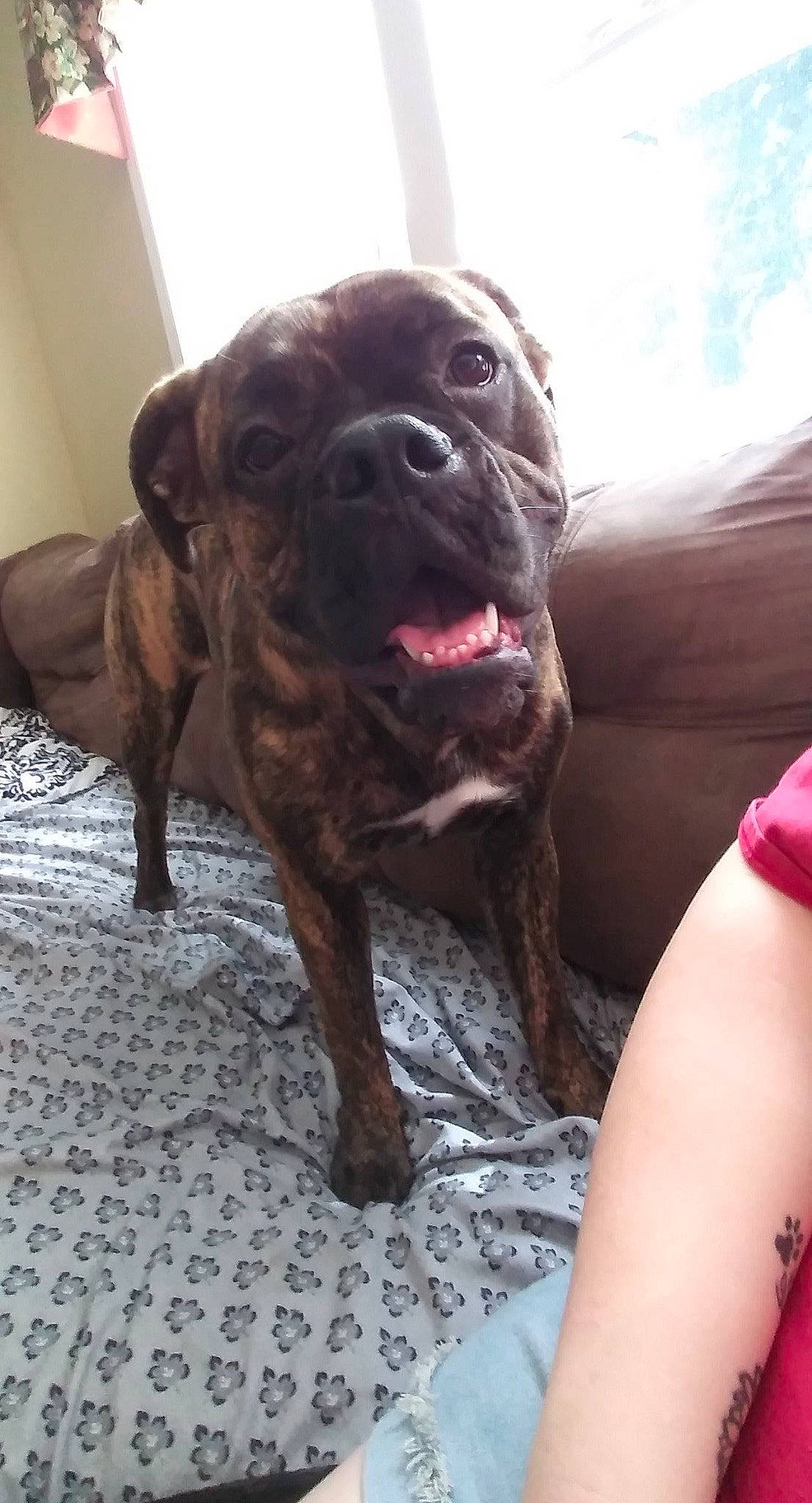 Dixie Rose joined the competition — help win amazing prizes! canidae, carnivore, companion_dog, dog, dog_breed, dog_collar, fawn, fur, liver, molosser, non_sporting_group, plant, sky, snout, sporting_group, terrestrial_animal, whiskers, working_animal, working_dog, wrinkle