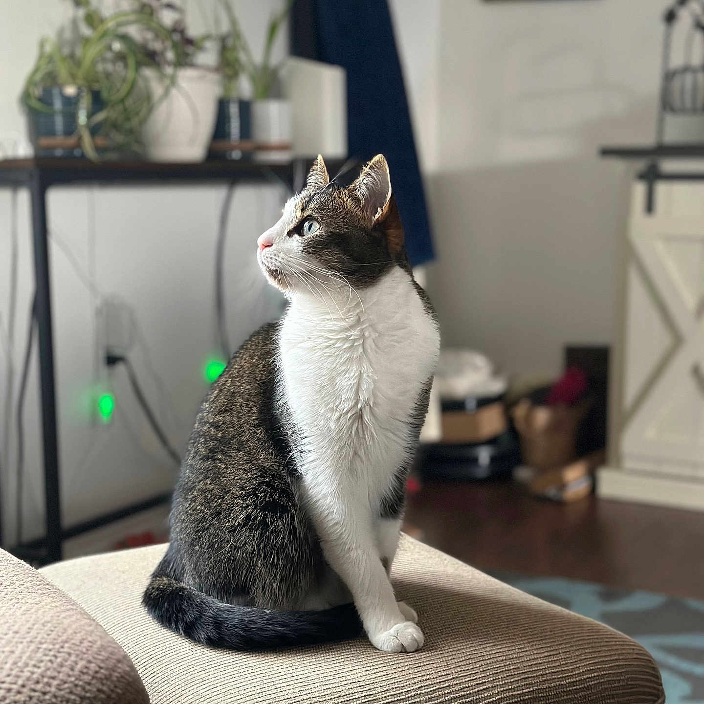 Rosie joined the competition — help win amazing prizes! cat, pet, indoor, feline, blue_eyes, curious, sitting, ottoman, cozy, home, plants, decor, blurred_background, fur, whiskers, portrait, animal, domestic, tabby, relaxed