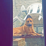 Valeon a rejoint le concours — aidez-le/la à gagner de superbes lots ! dog, outdoor, plastic_chair, stone_wall, brick, stairs, pet, animal, resting, guarding, backyard, platform, brown_dog, canine, quiet, daylight, window_frame, relaxed, domestic_animal, fence