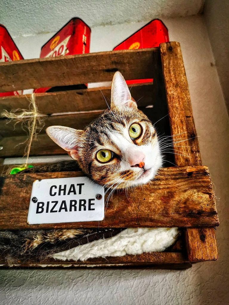Pompon participe au concours pour gagner de l'argent avec cette photo : art, box, cardboard, carmine, carnivore, cat, domestic_short_haired_cat, felidae, font, fur, packaging_and_labeling, paw, pet_supply, photo_caption, rectangle, shelf, small_to_medium_sized_cats, snout, whiskers, wood