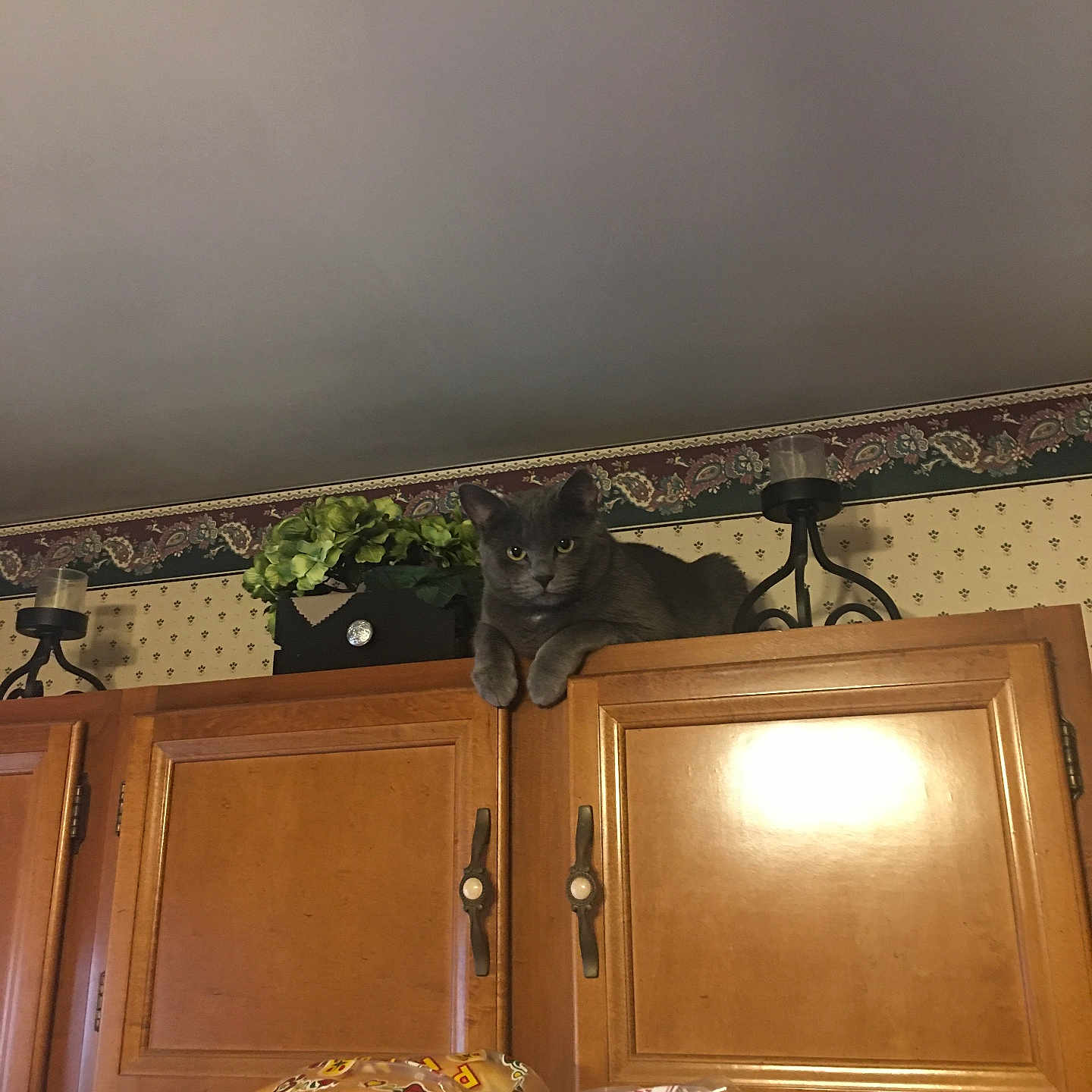 Daisy is registered to the contest to win money with this photo: animal, box, cabinet, candle, canine, cat, closet, cupboard, drawer, electronics, furniture, hardwood, indoors, interiordesign, pet, plant, plywood, shelf, sideboard, wood