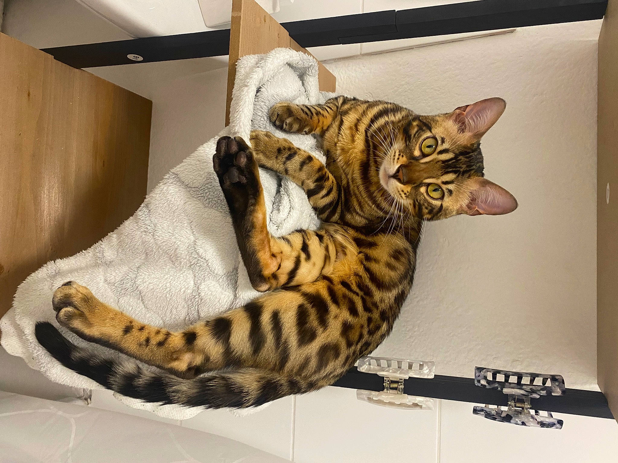 Timal a rejoint le concours — aidez-le/la à gagner de superbes lots ! big_cats, carnivore, cat, comfort, domestic_short_haired_cat, felidae, fur, head, human_body, metal, paw, room, small_to_medium_sized_cats, snout, tail, terrestrial_animal, tourist_attraction, visual_arts, whiskers, wildlife