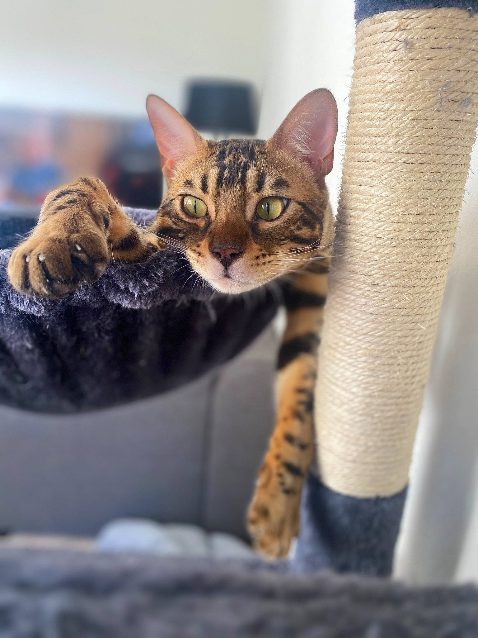 Timal a rejoint le concours — aidez-le/la à gagner de superbes lots ! carnivore, cat, claw, domestic_short_haired_cat, felidae, fur, small_to_medium_sized_cats, snout, terrestrial_animal, whiskers, wildlife