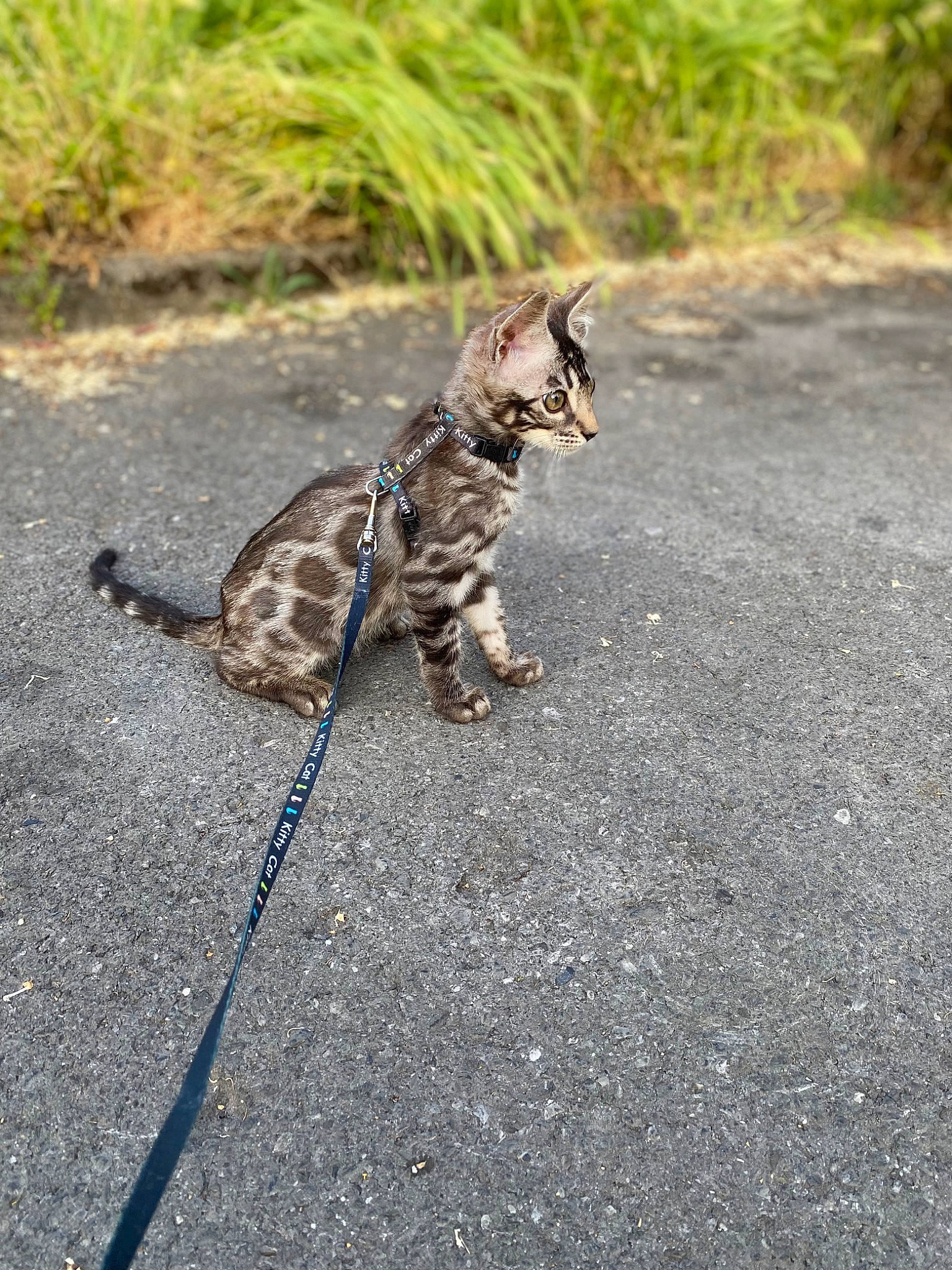 Urgo participe au concours pour gagner de l'argent avec cette photo : asphalt, carnivore, cat, claw, domestic_short_haired_cat, eye, fawn, felidae, fur, grass, lynx, paw, plant, road_surface, small_to_medium_sized_cats, snout, soil, tail, terrestrial_animal, whiskers