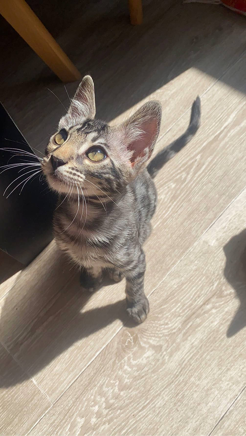 Urgo a rejoint le concours — aidez-le/la à gagner de superbes lots ! carnivore, cat, claw, domestic_short_haired_cat, felidae, flooring, fur, hardwood, paw, small_to_medium_sized_cats, snout, tail, terrestrial_animal, whiskers, wildlife, wood, wood_flooring