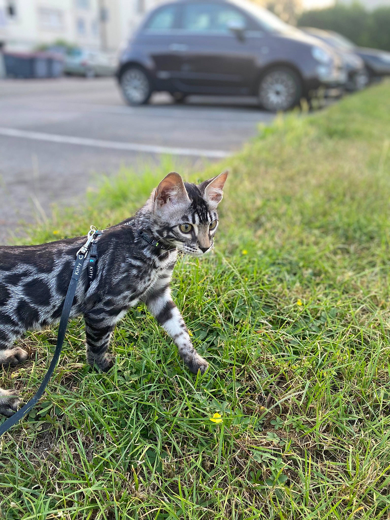 Urgo participe au concours pour gagner de l'argent avec cette photo : automotive_tire, car, carnivore, cat, fawn, felidae, grass, grass_family, lawn, plant, road, small_to_medium_sized_cats, snout, tail, terrestrial_animal, tire, vehicle, vehicle_door, wheel, whiskers