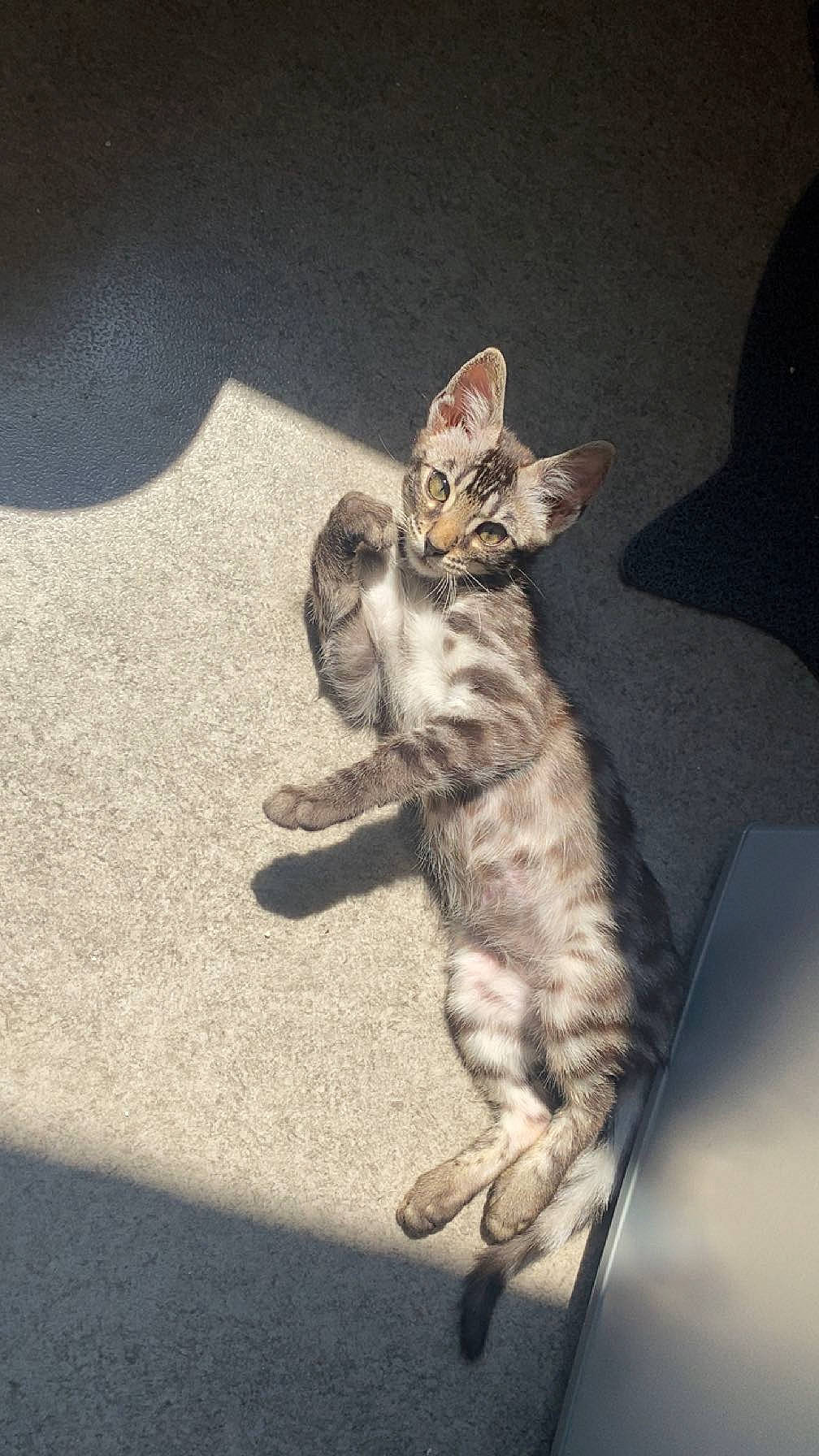 Urgo participe au concours pour gagner de l'argent avec cette photo : art, asphalt, carnivore, cat, claw, darkness, domestic_short_haired_cat, felidae, foot, fur, grey, metal, paw, road_surface, sitting, small_to_medium_sized_cats, snout, tail, whiskers, wildlife