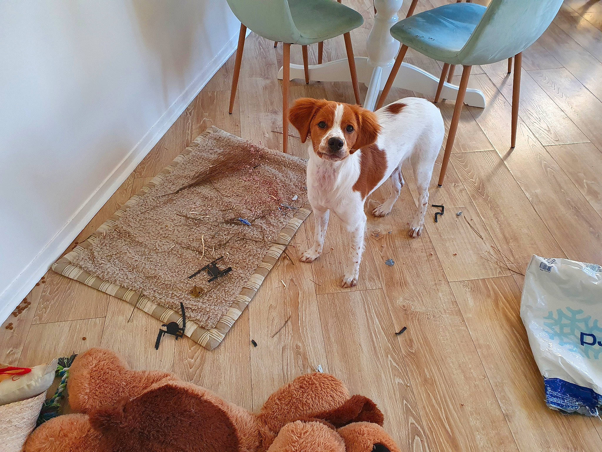 Sasha participe au concours pour gagner de l'argent avec cette photo : basket, carnivore, chair, comfort, companion_dog, dog, dog_breed, fawn, floor, flooring, hardwood, ingredient, laminate_flooring, pattern, pet_supply, plywood, room, table, wood, wood_flooring