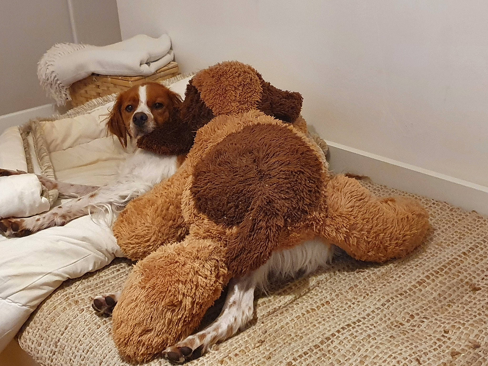 Sasha a rejoint le concours — aidez-le/la à gagner de superbes lots ! bed_sheet, bedding, canidae, carnivore, comfort, companion_dog, dog, dog_breed, fawn, flooring, fur, linens, liver, room, sporting_group, stuffed_toy, terrestrial_animal, toy, wood, working_animal