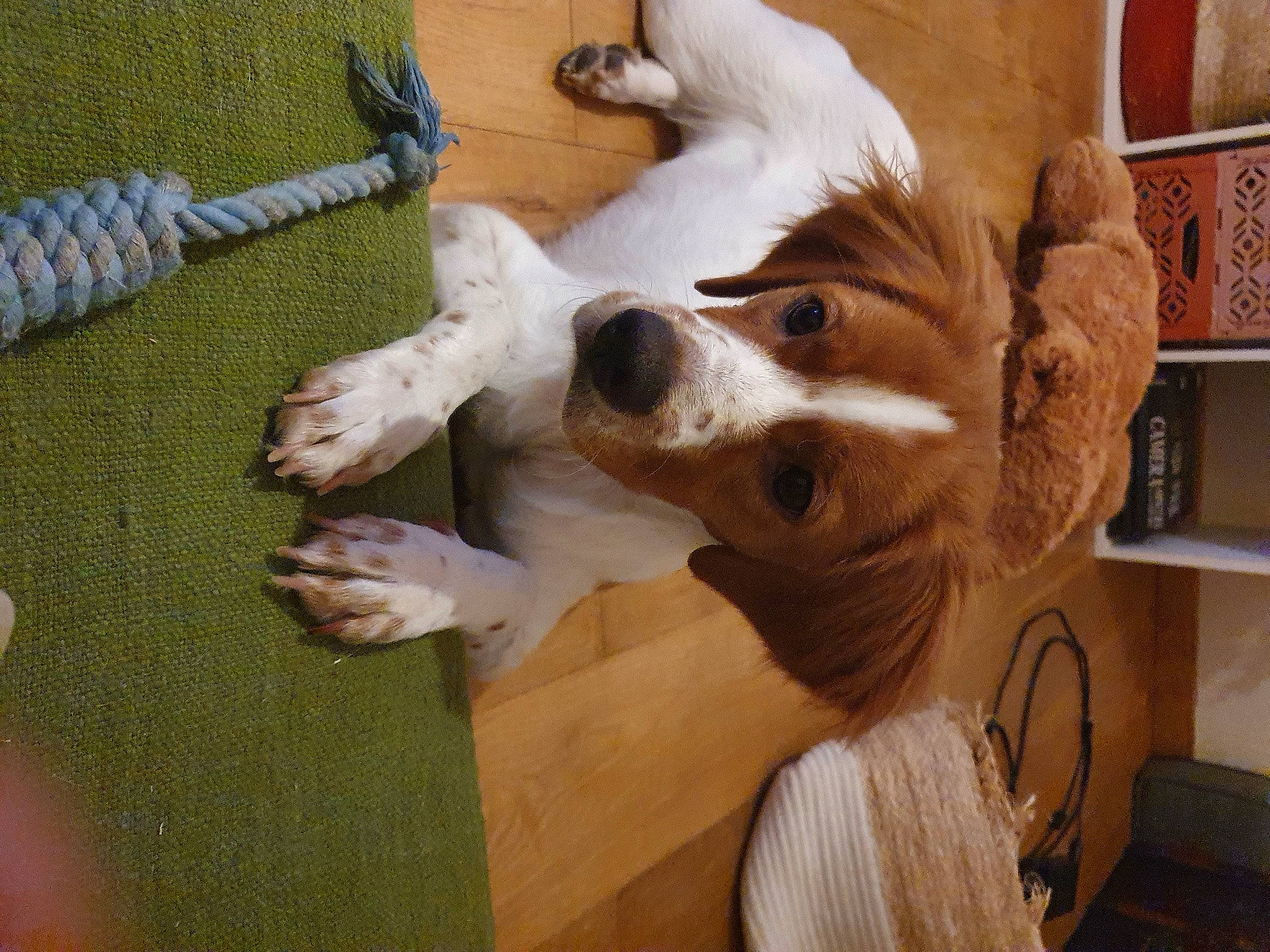 Sasha participe au concours pour gagner de l'argent avec cette photo : ancient_dog_breeds, canidae, carnivore, companion_dog, dog, dog_breed, fawn, felidae, fur, giant_dog_breed, kitchen_appliance, non_sporting_group, shelf, snout, sporting_group, toy_dog, whiskers, wood, working_animal