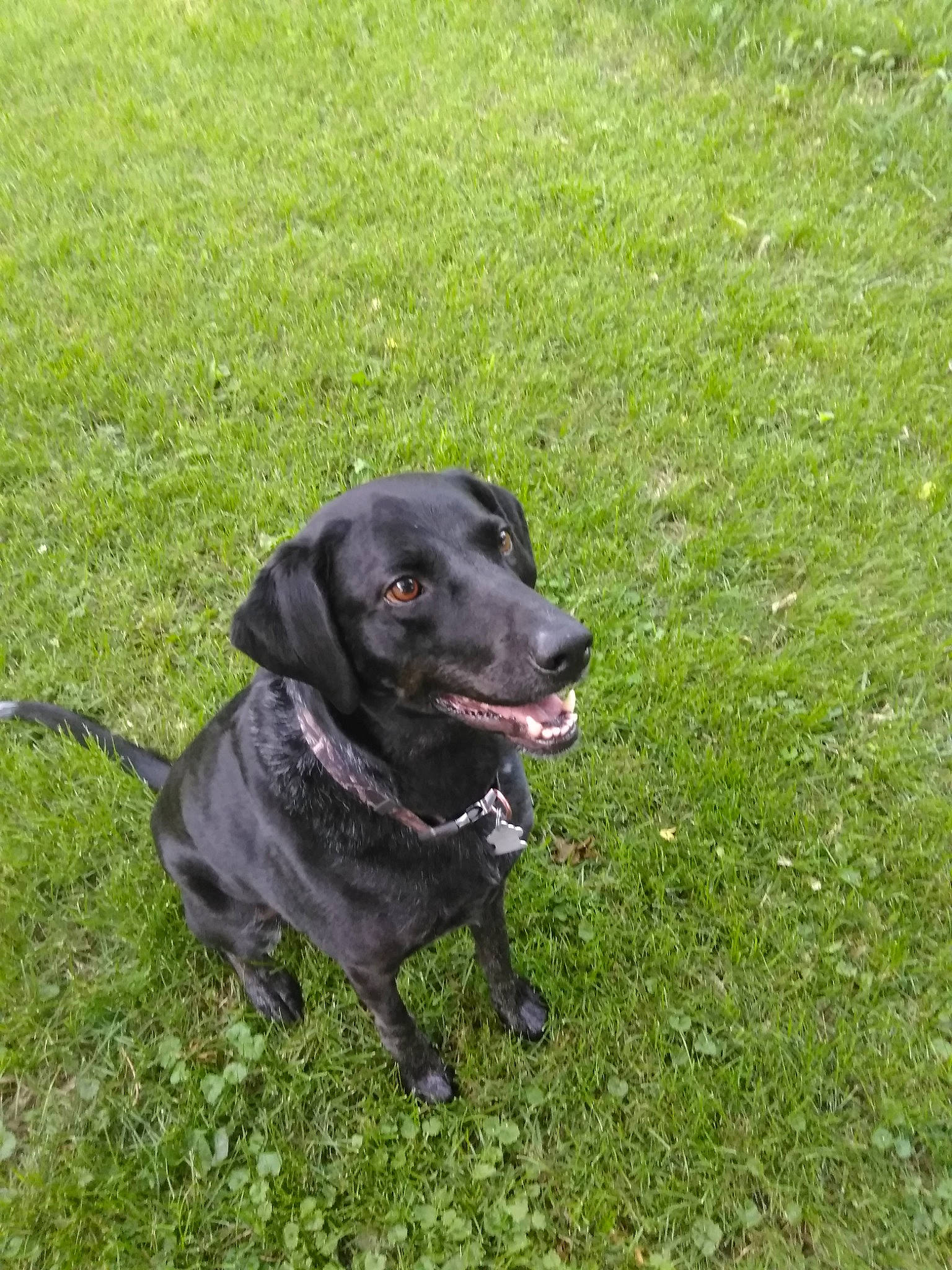 Highway.. joined the competition — help win amazing prizes! beagador, canidae, carnivore, dog, dog_breed, grass, hunting_dog, labrador_retriever, lawn, mammal, patterdale_terrier, plant, plott_hound, pointing_breed, rare_breed_dog, retriever, sporting_group, tail, vertebrate