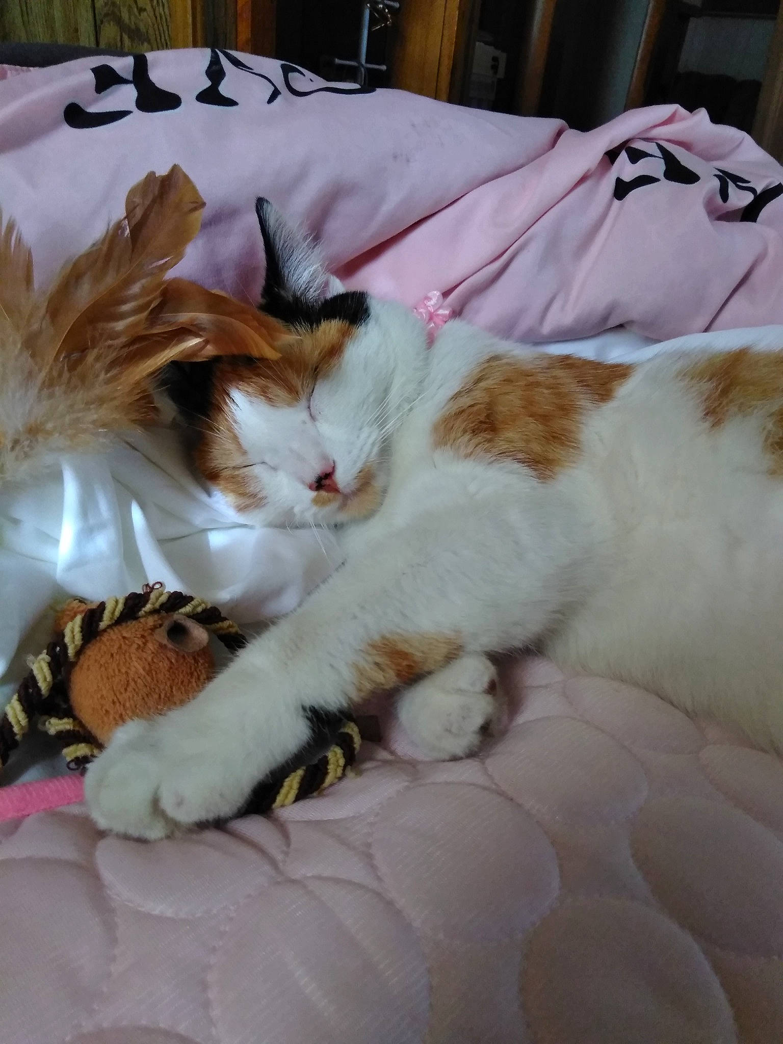 Emmy. B. is registered to the contest to win money with this photo: carnivore, cat, fawn, felidae, fur, kitten, mammal, nap, small_to_medium_sized_cats, whiskers