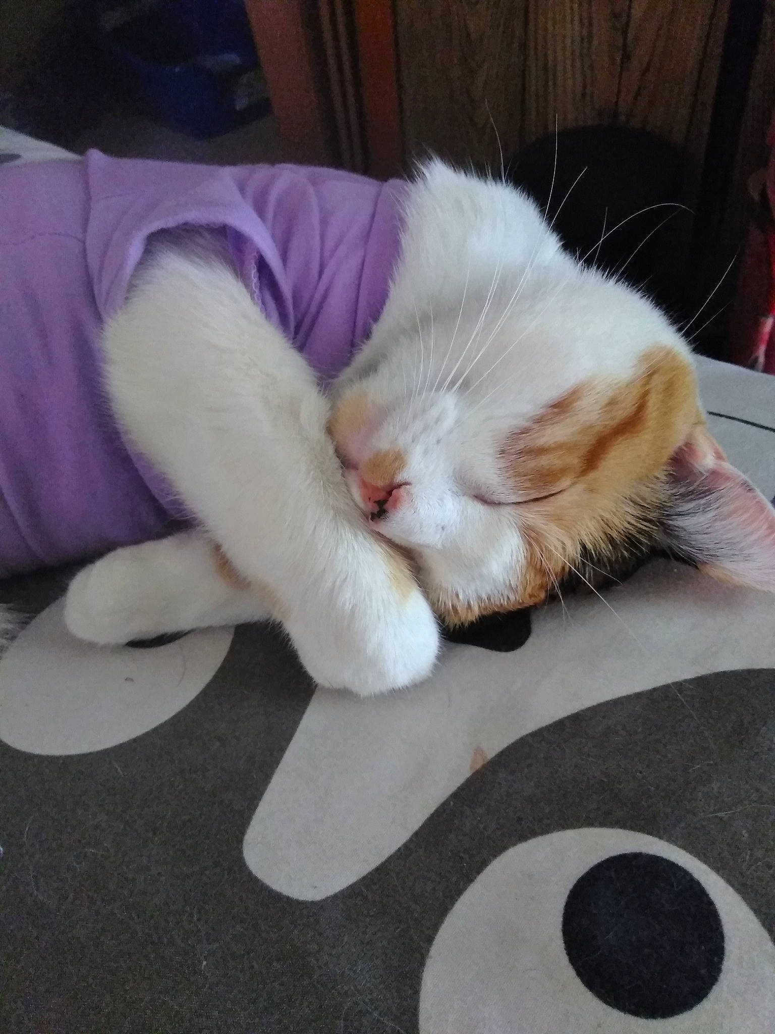 Emmy. B. joined the competition — help win amazing prizes! carnivore, cat, felidae, fur, kitten, leg, nap, paw, sleep, small_to_medium_sized_cats, tail, whiskers