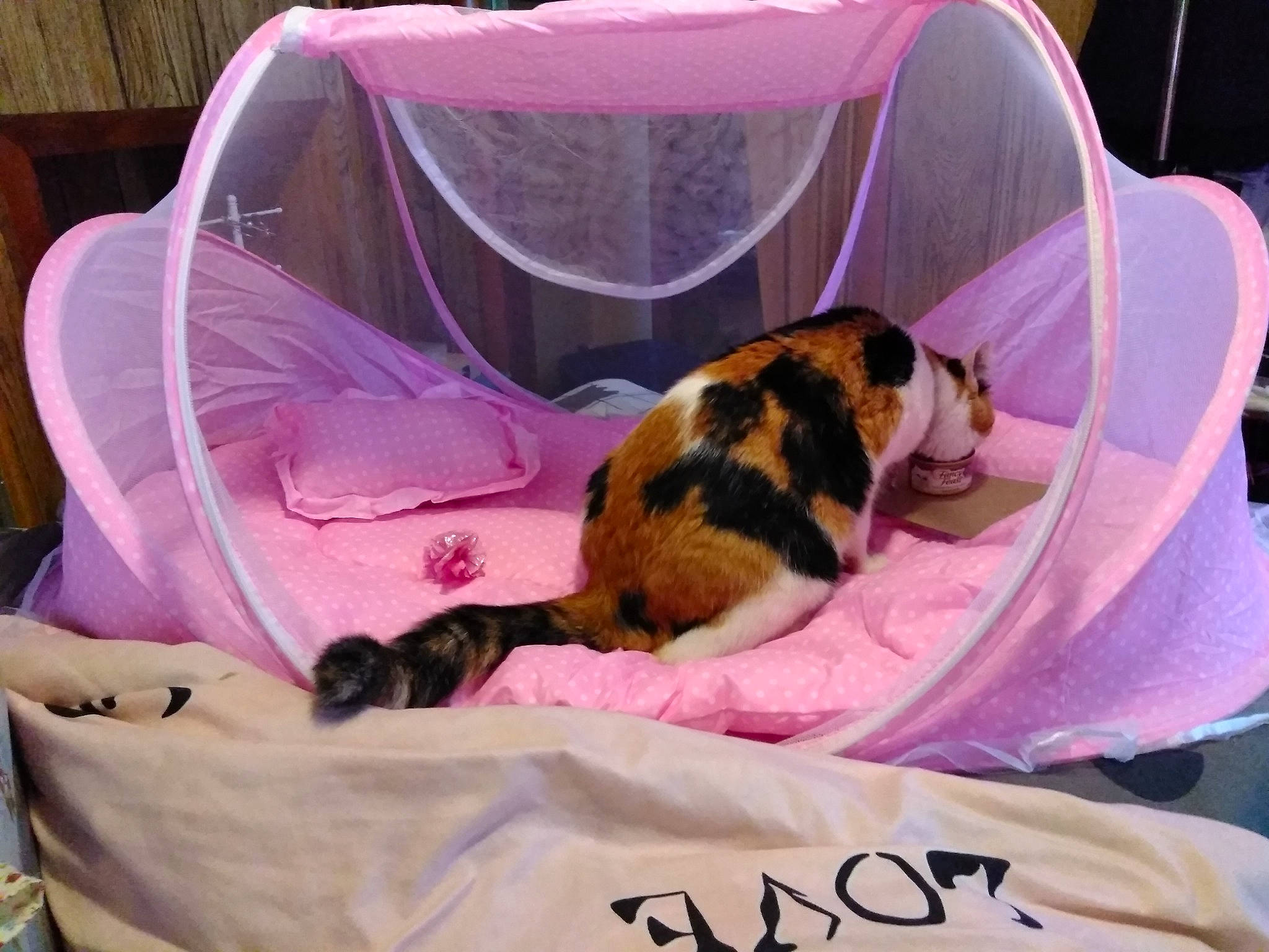 Mookey is registered to the contest to win money with this photo: baby_products, bed, carnivore, cat, cat_bed, fawn, felidae, furniture, infant_bed, kitten, nap, pink, product, sleep, small_to_medium_sized_cats, whiskers