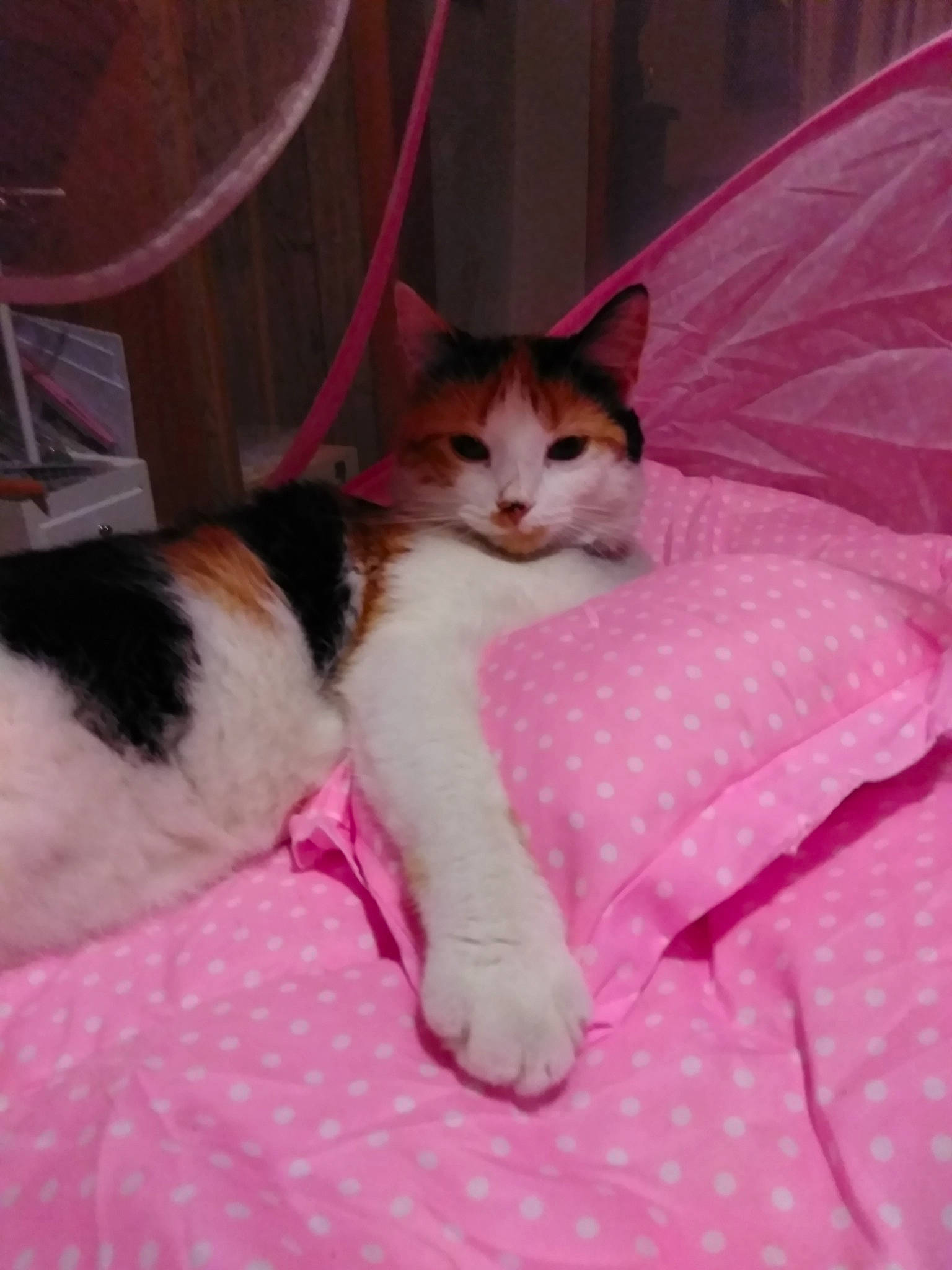 Mookey joined the competition — help win amazing prizes! aegean_cat, american_wirehair, carnivore, cat, domestic_short_haired_cat, felidae, fur, japanese_bobtail, kitten, mammal, pink, polydactyl_cat, small_to_medium_sized_cats, snout, tail, whiskers