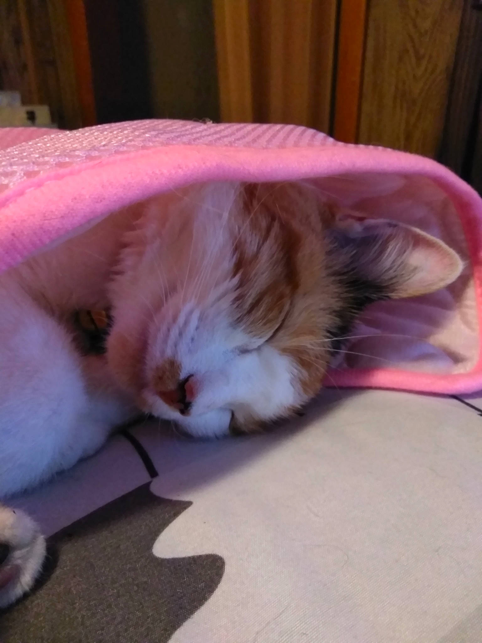 Mookey is registered to the contest to win money with this photo: carnivore, cat, ear, fawn, felidae, fur, kitten, nap, norwegian_forest_cat, sleep, small_to_medium_sized_cats, tail, whiskers