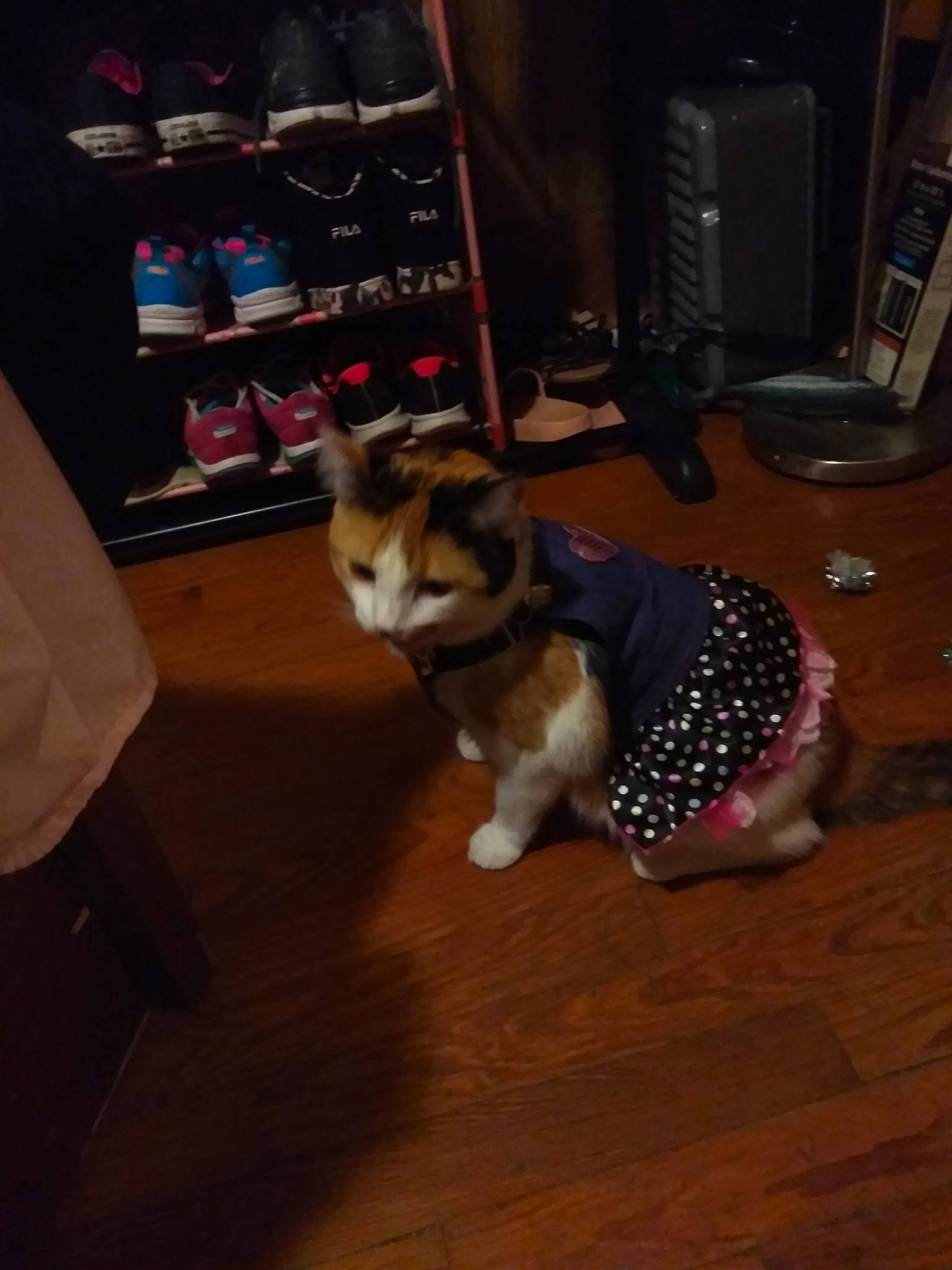 Bemmy. is registered to the contest to win money with this photo: canidae, carnivore, cat, companion_dog, dog, dog_breed, ear, fawn, felidae, floor, flooring, fur, hardwood, leg, night, pembroke_welsh_corgi, puppy, small_to_medium_sized_cats, welsh_corgi, wood