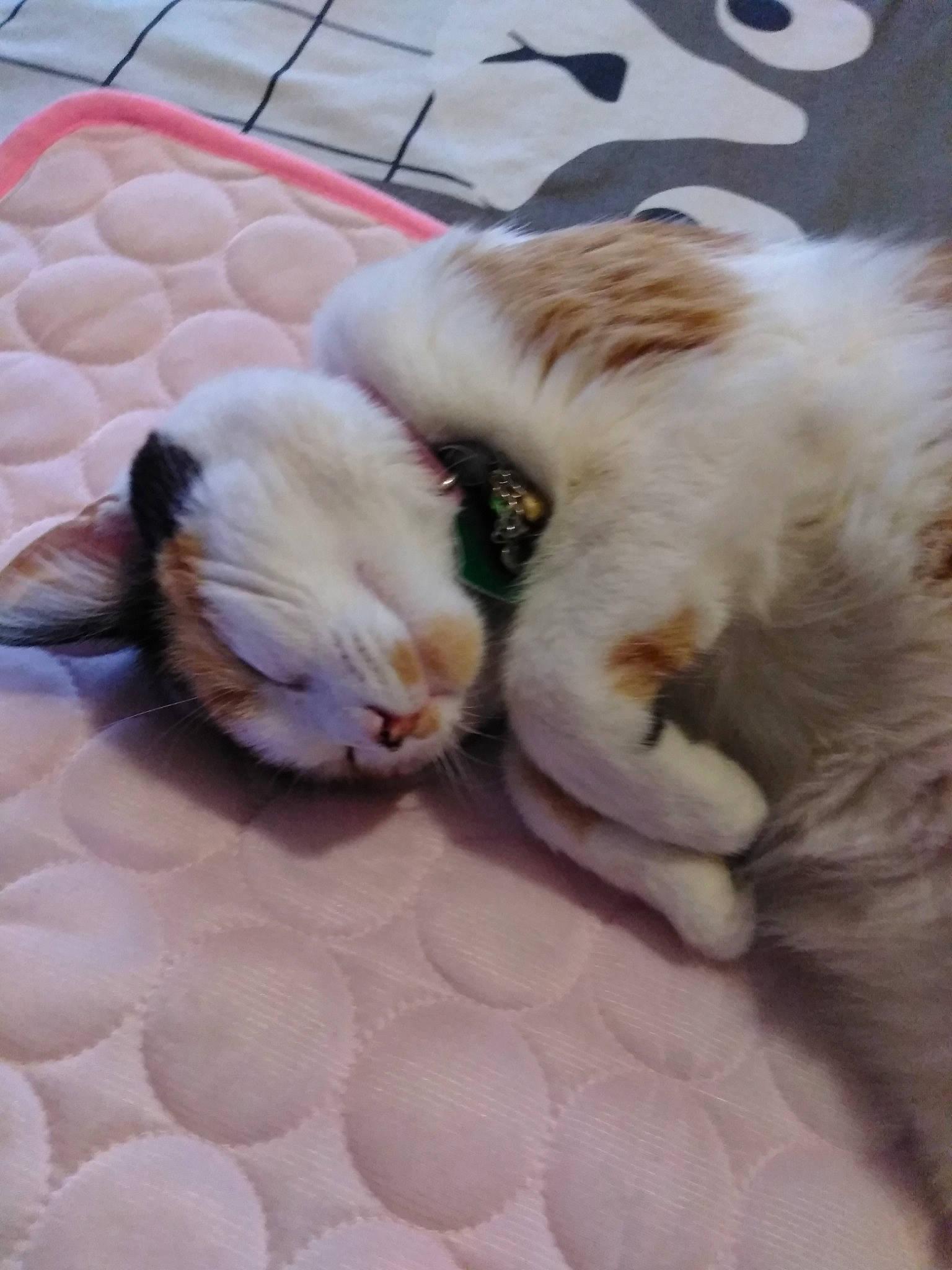 Mookey joined the competition — help win amazing prizes! american_curl, carnivore, cat, claw, fawn, felidae, kitten, nap, small_to_medium_sized_cats, tail, turkish_van, whiskers